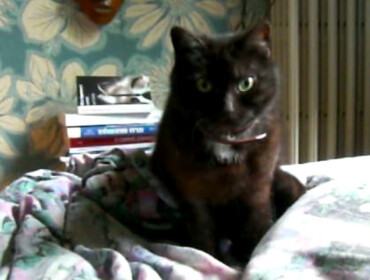 Chat perdu à Livry-Gargan 93190 : Minouche, Européen