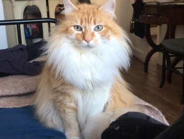 Chat perdu à Montreuil 93100 : Mitsu, Autre