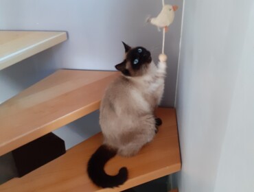 Chat perdu à Crastatt 67310 : MAO , Siamois