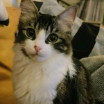 Chat perdu à Montreuil 93100 : Robin , Chat de gouttière