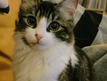 Chat perdu à Montreuil 93100 : Robin , Chat de...