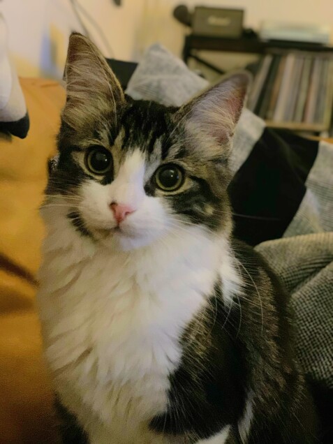 Chat perdu à Montreuil 93100 : Robin , Chat de gouttière