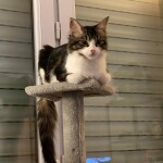 Chat perdu à Montreuil 93100 : Robin , Chat de gouttière