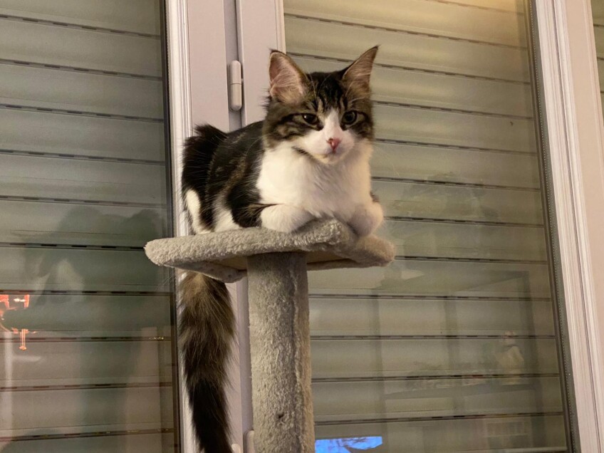 Chat perdu à Montreuil 93100 : Robin , Chat de gouttière