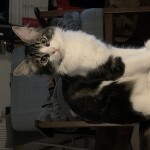 Chat perdu à Montreuil 93100 : Robin , Chat de gouttière