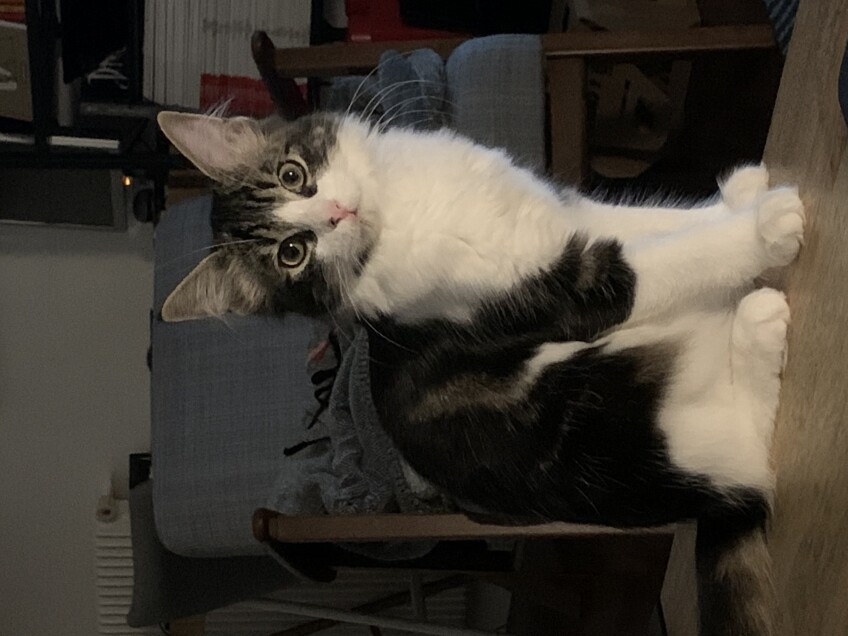 Chat perdu à Montreuil 93100 : Robin , Chat de gouttière