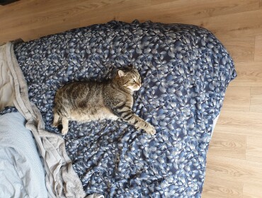 Chat perdu à Saclay 91400 : R2 D2, Chat de...