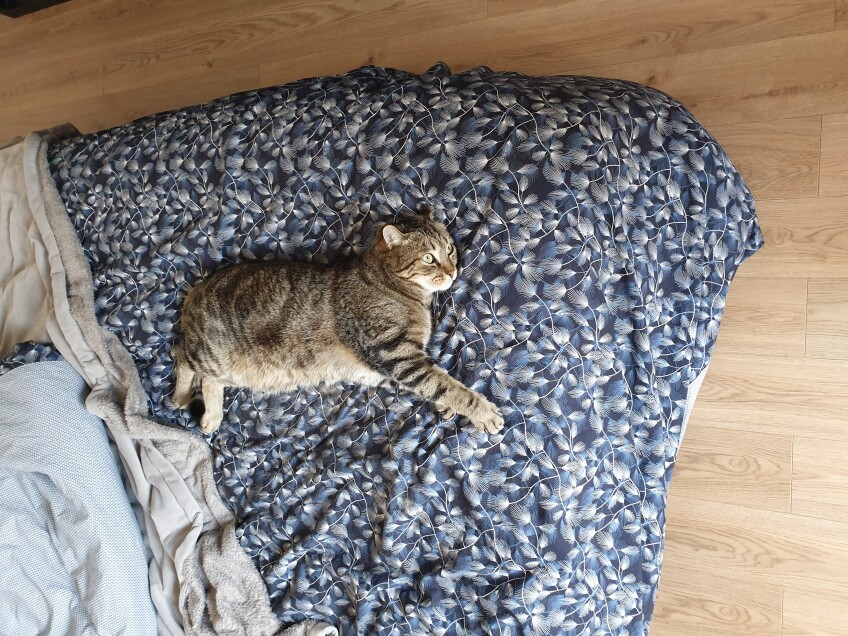 Chat perdu à Saclay 91400 : R2 D2, Chat de gouttière