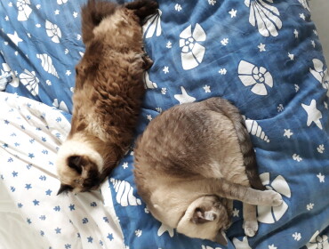 Chat perdu à : titine , Siamois