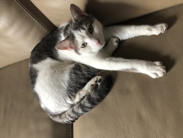 Chat perdu à Le Blanc-Mesnil 93150 : Poona, Européen