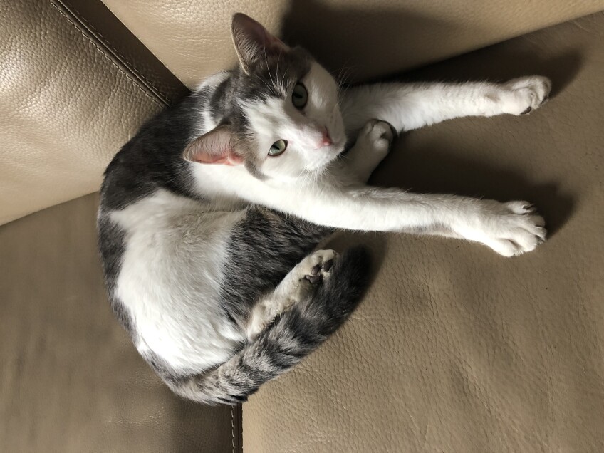 Chat perdu à Le Blanc-Mesnil 93150 : Poona, Européen