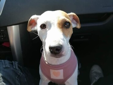 Chien perdu à Pluvigner 56330 : Lilou, Autre