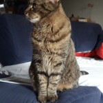 Chat perdu à Conquereuil 44290 : Libba, Européen