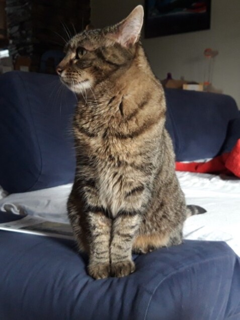 Chat perdu à Conquereuil 44290 : Libba, Européen