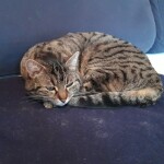 Chat perdu à Conquereuil 44290 : Libba, Européen