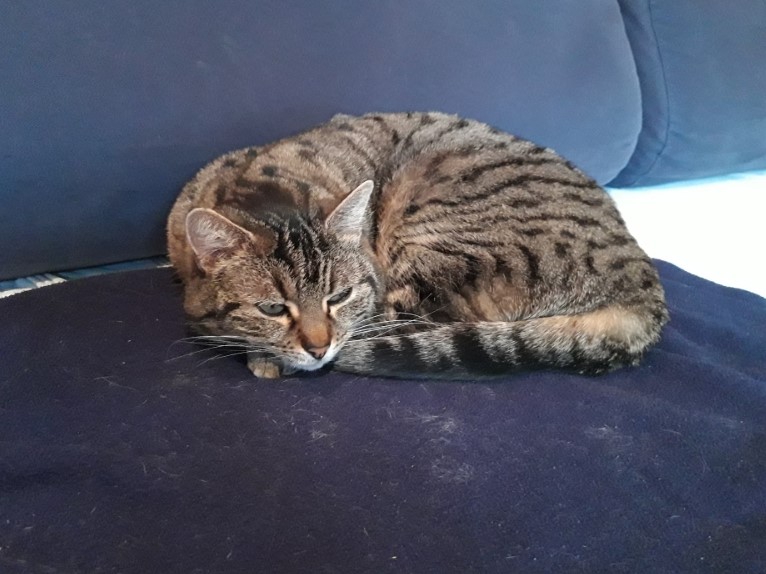 Chat perdu à Conquereuil 44290 : Libba, Européen