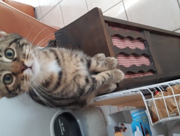 Chat perdu à Gouville-sur-Mer 50200 : chouchou, Européen