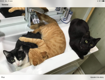 Chat perdu à Courtacon 77560 : Ouioui , Chat de...