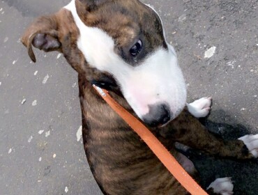 Chien perdu à Noisy-le-Sec 93130 : Chanel, Autre