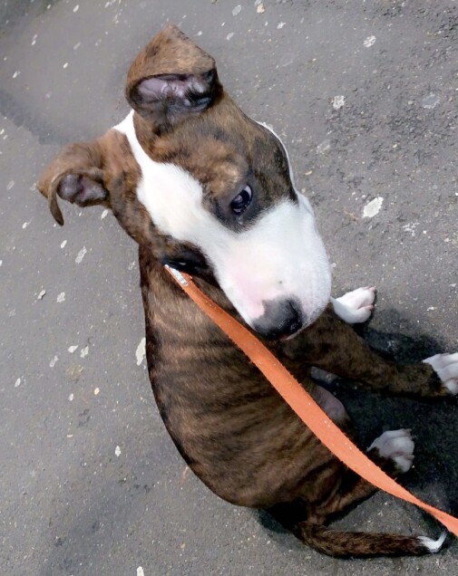 Chien perdu à Noisy-le-Sec 93130 : Chanel, Autre