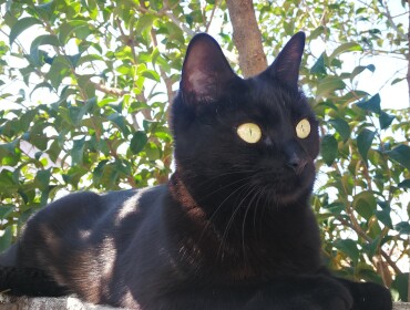 Chat perdu à Palau-del-Vidre 66690 : Naguini , Européen