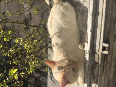 Chat perdu à Le Perreux-sur-Marne 94170 : Garcimore , Autre