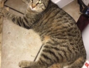 Chat perdu à Saint-Gaudens 31800 : SURIMI, Européen