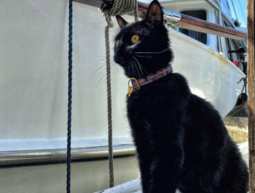 Chat perdu à Paris 75012 : Moka, Européen