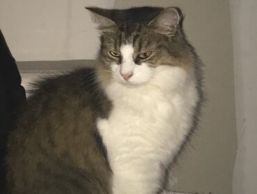 Chat perdu à Lille 59800 : Grenouille, Européen