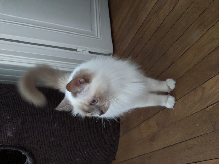 Chat perdu à Montreuil 93100 : Guinness, Sacré de Birmanie