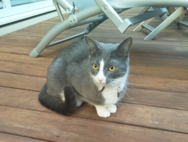 Chat perdu à Messei 61440 : Milow, Européen