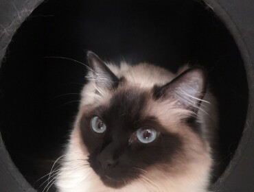 Chat perdu à Paris 75015 : Napoléon , Ragdoll