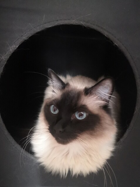 Chat perdu à Paris 75015 : Napoléon , Ragdoll