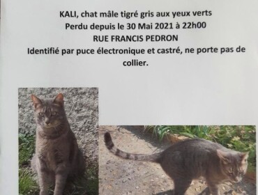 Chat perdu à Chambourcy 78240 : Kali , Européen