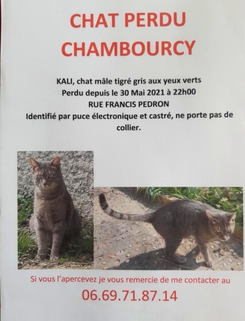 Chat perdu à Chambourcy 78240 : Kali , Européen