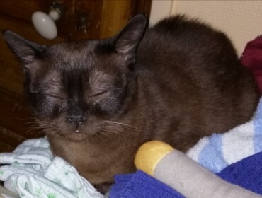 Chat perdu à Vermenton 89270 : Saphir , Autre