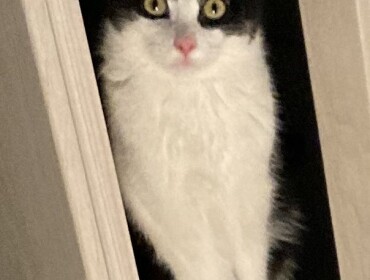 Chat perdu à Thionville 57100 : Nécron, Croisé