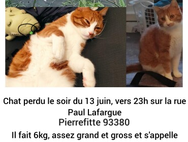 Chat perdu à Pierrefitte-sur-Seine 93380 : Karamel, Européen