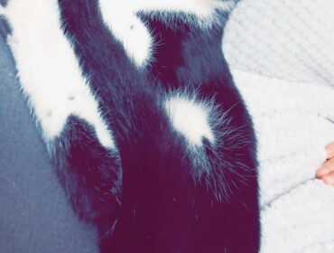 Chat perdu à Noisy-le-Grand 93160 : Pistache, Chat de gouttière