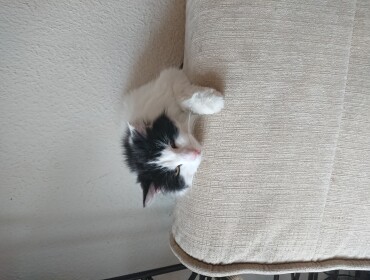 Chat perdu à Saint-Yrieix-le-Déjalat 19300 : Bijou, Chartreux