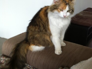 Chat perdu à Saint-Pierre-du-Mont 40280 : Pitite, Européen