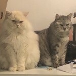 Chat perdu à Paris 75012 : Ivy, Persan