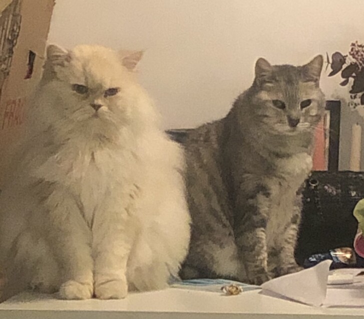 Chat perdu à Paris 75012 : Ivy, Persan