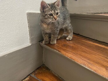 Chat perdu à Paris 75004 : Takamine, Chat de gouttière