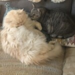 Chat perdu à Paris 75012 : Ivy, Persan