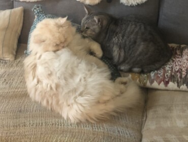 Chat perdu à Paris 75012 : Ivy, Persan