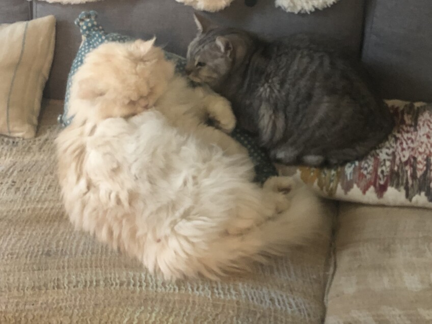 Chat perdu à Paris 75012 : Ivy, Persan