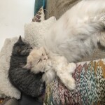 Chat perdu à Paris 75012 : Ivy, Persan