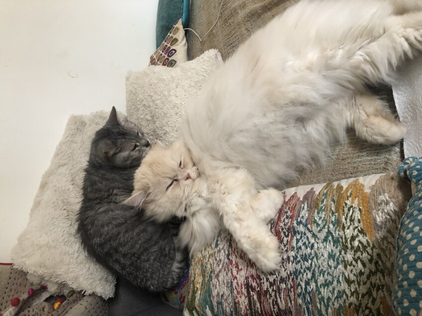 Chat perdu à Paris 75012 : Ivy, Persan