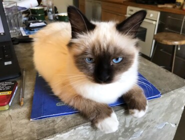 Chat perdu à Montpellier 34000 : Choupette, Sacré de Birmanie